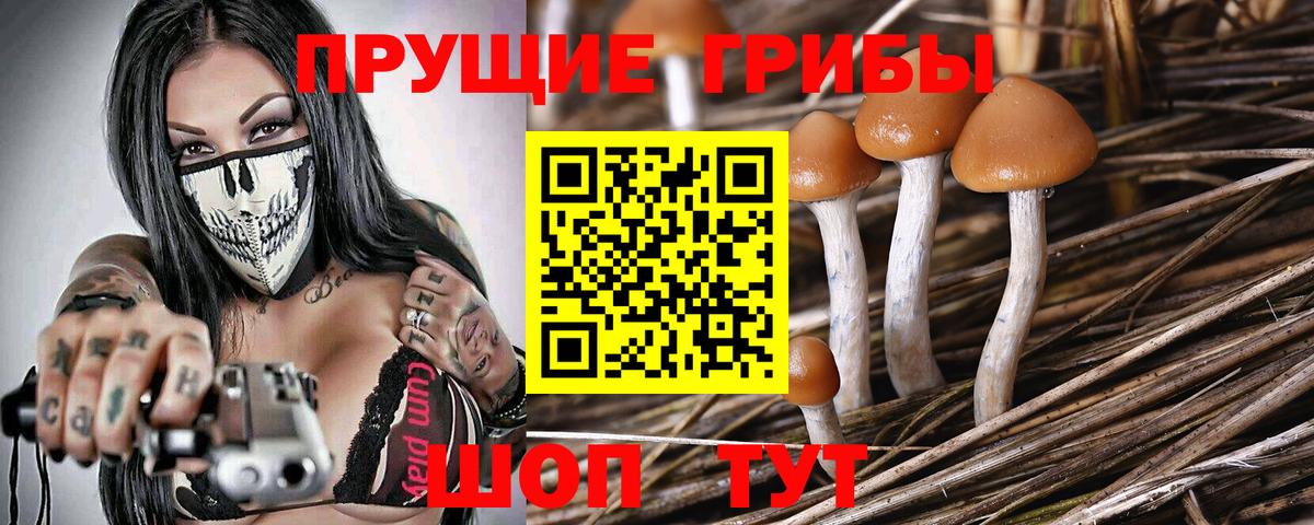 Псилоцибиновые грибы мицелий Кимовск